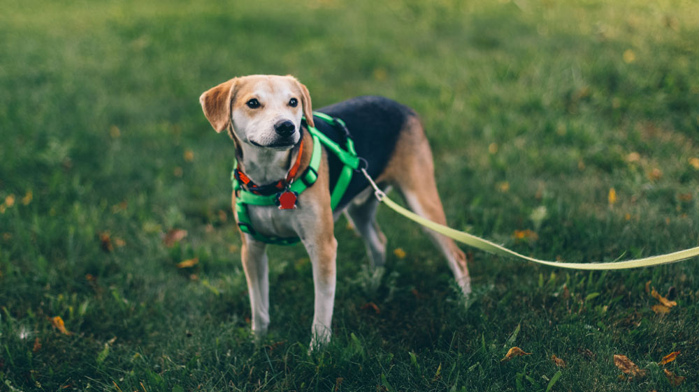 Style and Safety with Dog Collars in Canada