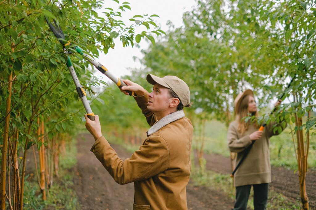 tree doctor in Calgary 