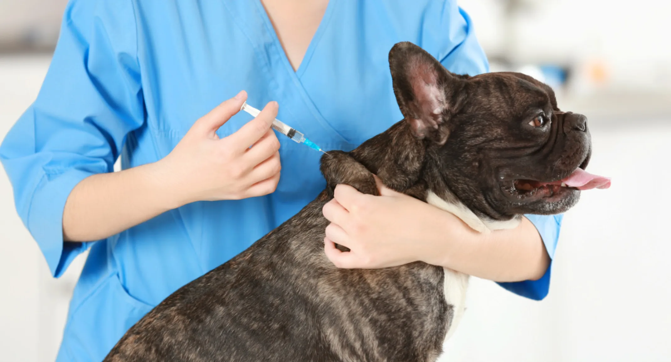 Dog vaccination in Encino