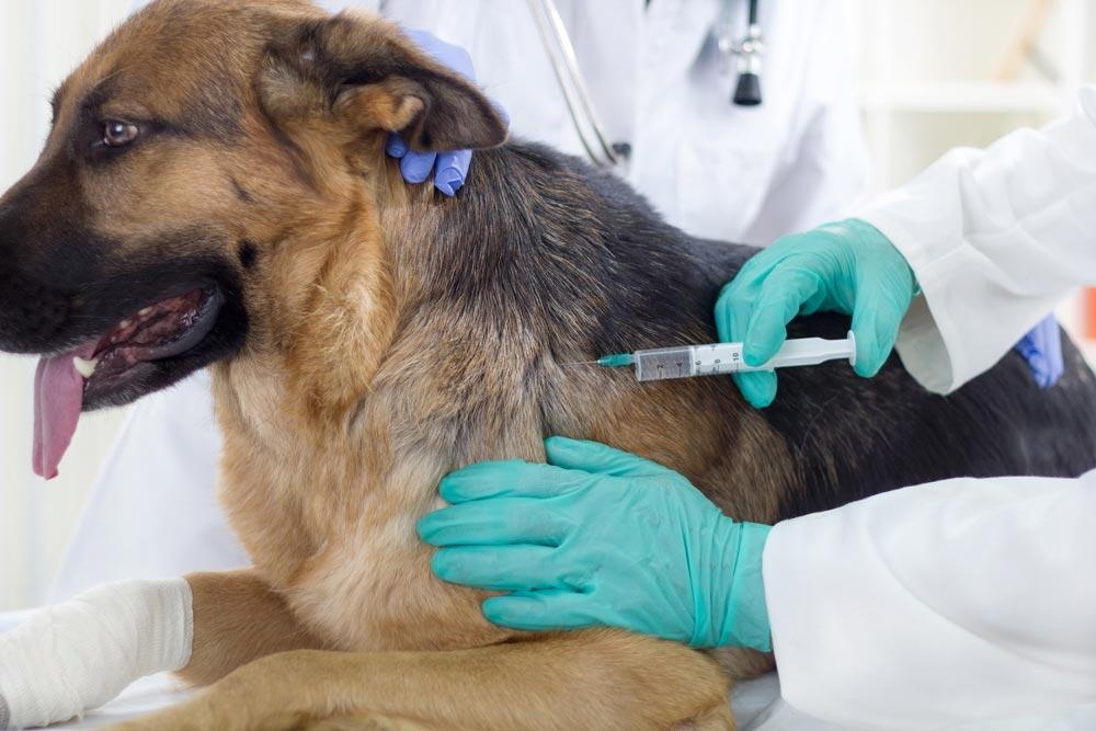 Dog vaccination