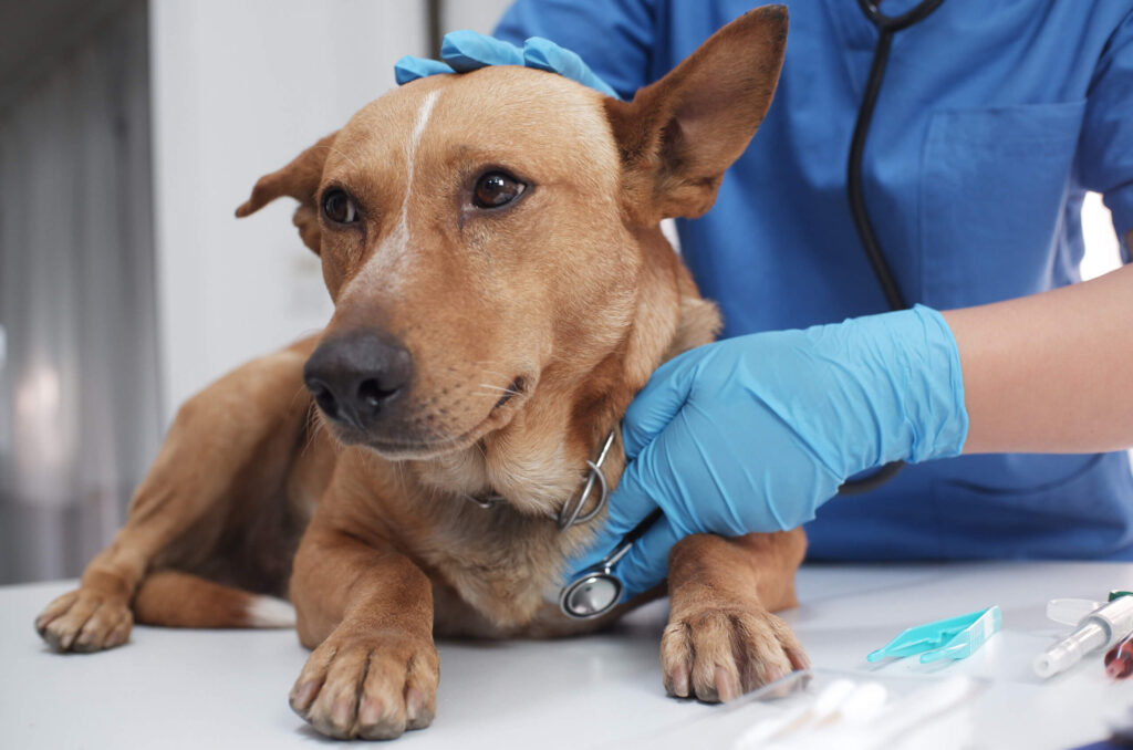 Vet for Dogs in Encino